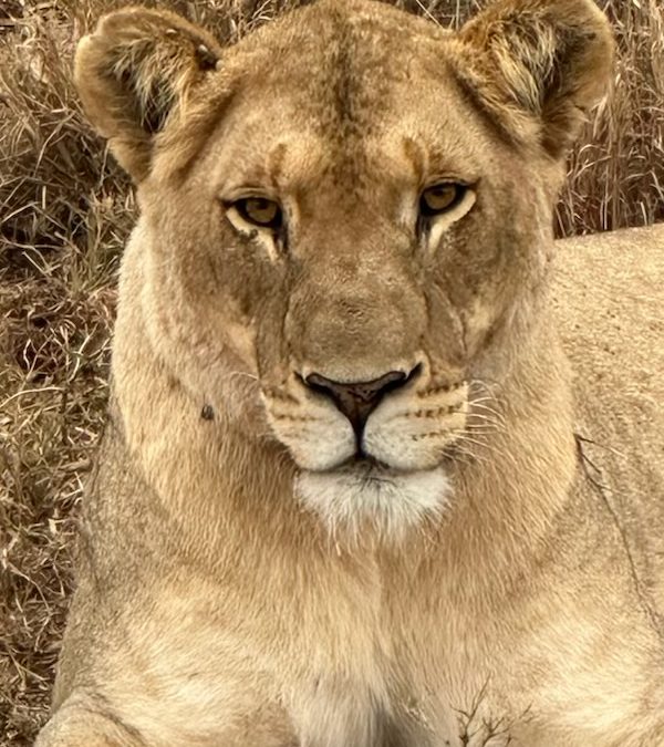 An African Adventure of a Lifetime | September, 2023